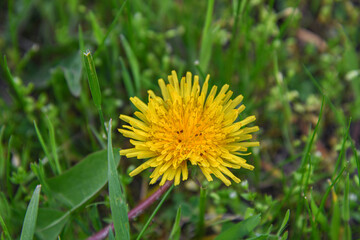 Yellow dandelions on a green lawn in the garden. The beauty of wildflowers.