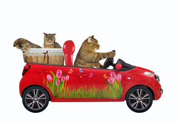 A beige cat drives a red car with his kittens in a wicker basket. White background. Isolated.