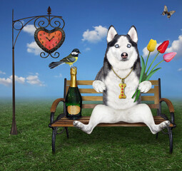 Obraz na płótnie Canvas A dog husky with a bouquet of tulips and a bottle of wine sits on a wooden bench near a street clock in the park.