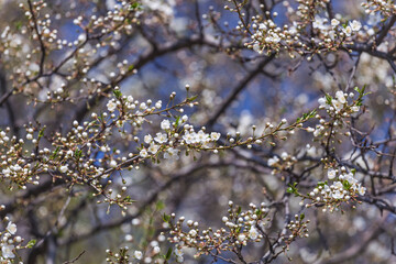 Prunus Cerasifera Blooming white plum tree. White flowers of Prunus Cerasifera. Spring blossom background.