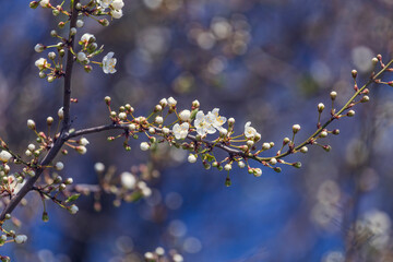 Prunus Cerasifera Blooming white plum tree. White flowers of Prunus Cerasifera. Spring blossom background.
