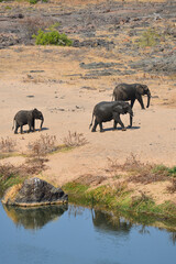 Obraz premium A family of African elephants after drinking on the Olifants river, Kruger National Park, South Africa