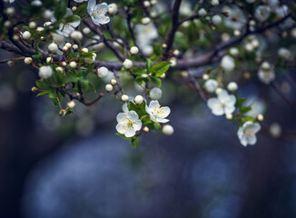 Prunus Cerasifera Blooming white plum tree. White flowers of Prunus Cerasifera. Spring blossom background.