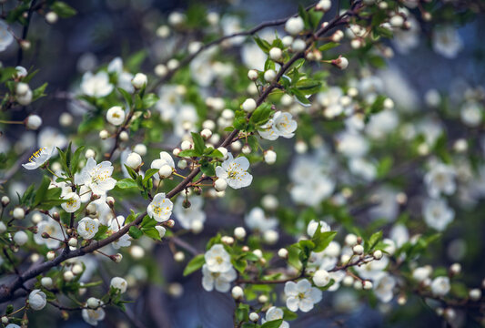 Prunus Cerasifera Blooming white plum tree. White flowers of Prunus Cerasifera. Spring blossom background.