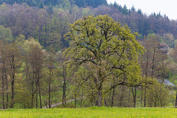 Obraz premium green spring field