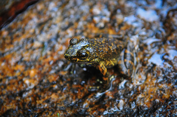 A small frog on a wet rock near a waterfall, Vale das Videiras, Petrópolis, Rio de Janeiro state, Brazil	