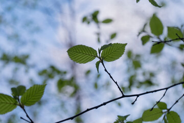 Looking up into Tree leaves