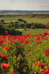 Campo verde lleno de amapolas y trigo