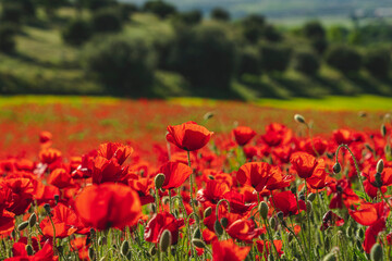 Campo verde lleno de amapolas y trigo