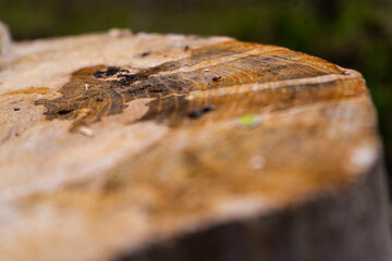 Close Ups of tree trunk.