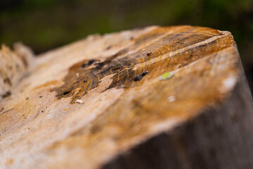 Close Ups of tree trunk.