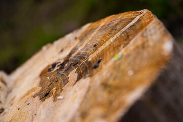 Fototapeta na wymiar Close Ups of tree trunk.