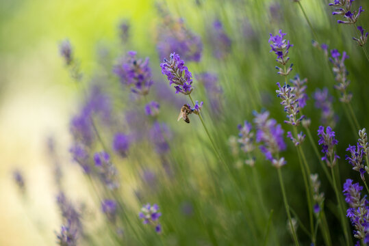 Blühender Lavendel mit einer Biene