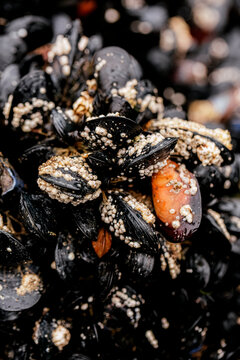 Close up of bernacles and mussels