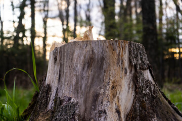 Obraz premium Close Ups of tree trunk.