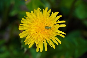 One open dandelion (Taraxacum) with 1 baby green grasshopper.  Single yellow flower with small insect on top and leaves on faded background.  Biodiversity in nature.  Close up and above view.