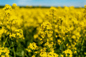 Rapeseed's field and a blue sky