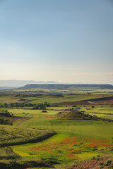 Naklejka premium Valle verde con amapolas rojas y olivos