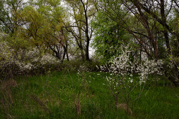 Spring. Blossoming time of blackthorn and succulent grass 