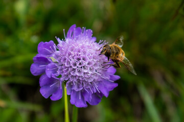 Bee on a purple flower, Bavaria