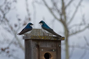 A Tree Swallow Couple on a Birdhouse