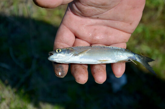 Small fish in a mans hand, selective focus. High quality photo