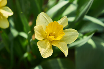 Yellow daffodil flower in the garden close up