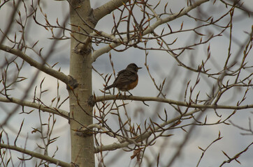 A Robin on a Branch
