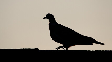 A silhouette of a pigeon on a wall