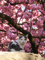Beautiful photo of cat in the cherry blossoms or sakura. Photo was taken in Ukraine