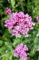 In bloom