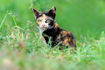 funny kitten with big ears, tortoiseshell color sits on the green grass. Looking into the camera. Selective focus 