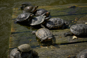 Turtles basking in the sun on a wooden platform in the water.