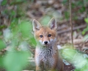 red fox cub