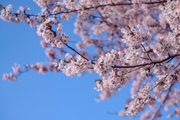 北海道石狩市の桜