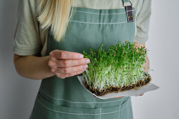 Organic microgreen sprouts close-up in the hands of a girl. Woman in apron holds fresh greens....