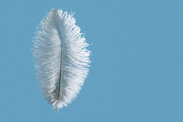Ostrich feather over blue background