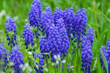 Viper onion, or Mouse hyacinth, or Muscari, grape hyacinth on a green lawn in the garden. The beauty of meadow flowers.
