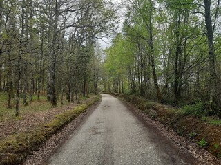 Paraje gallego de robles y abedules en los primeros días de primavera en Vilalba