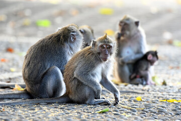 Brown monkey families with their babies eating and playing around in the forest