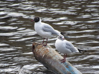 Seagull on the water