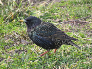 blackbird on thBlack bird on the grasse grass