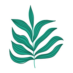 branch leaves botanical