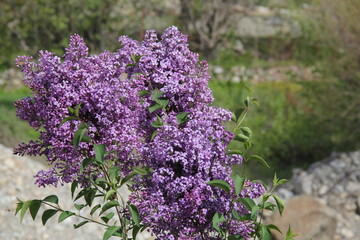 Lilac Tree with Purple Flowers Blooming in the Park 
