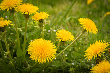 Yellow dandelions on a green lawn in the garden. The beauty of wildflowers.