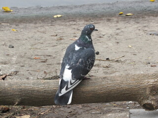 
Dove on a branch