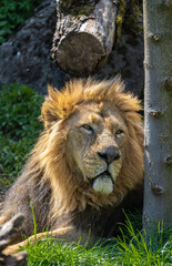 Fototapeta na wymiar The Asiatic lion is a Panthera leo leo population surviving today only in India