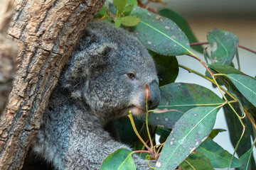 The koala or koala bear, is an arboreal herbivorous marsupial native to Australia. On the photo is koala in zoo Zurich.