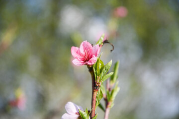 Obraz premium A beautiful peach blossom on a branch in the garden, on a sunny day.