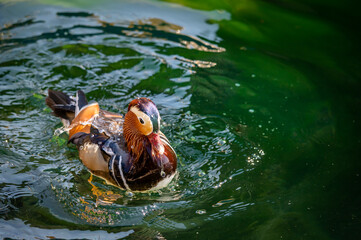 One adult male mandarin duck swimming in lake Geneva, Switzerland. Aix galericulata.